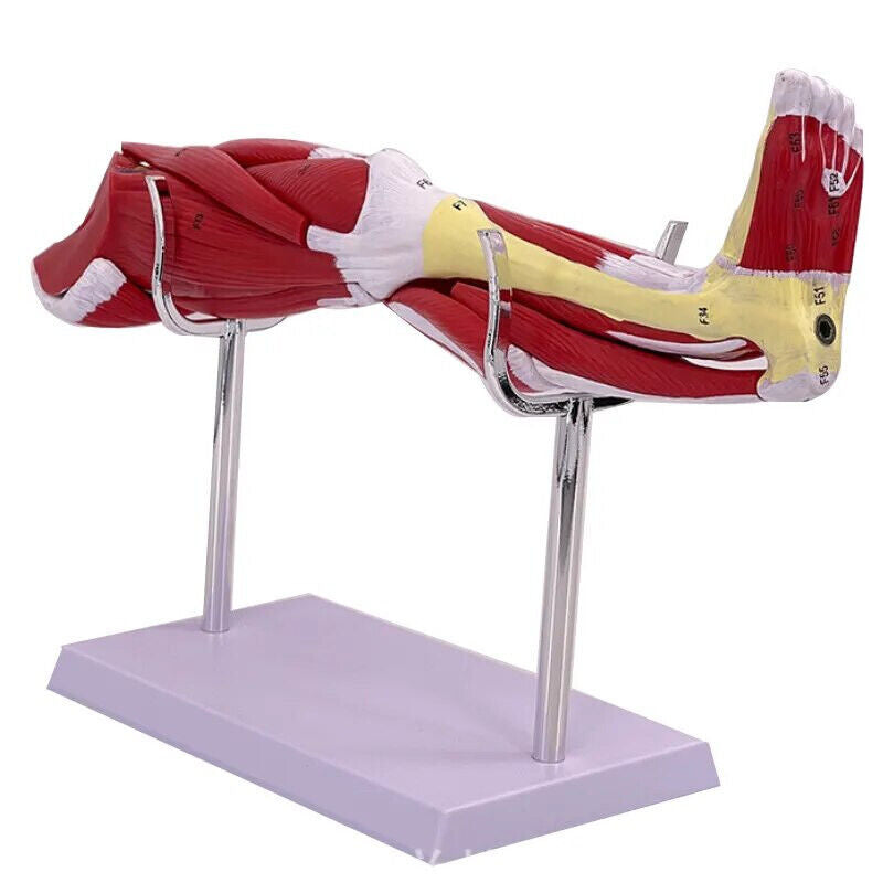 Lower Limb Model with Muscles