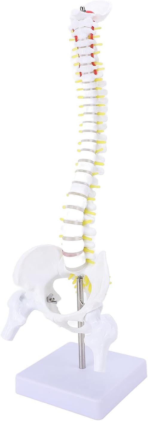 Spinal column model