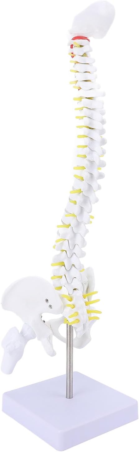 Spinal column model