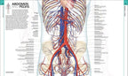 HUMAN ANATOMY | ALICE ROBERTS