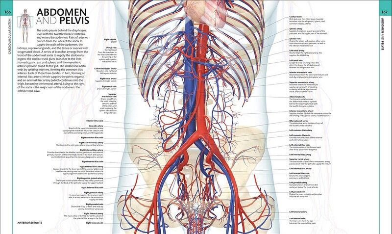 HUMAN ANATOMY | ALICE ROBERTS