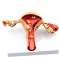 Female organs mockup