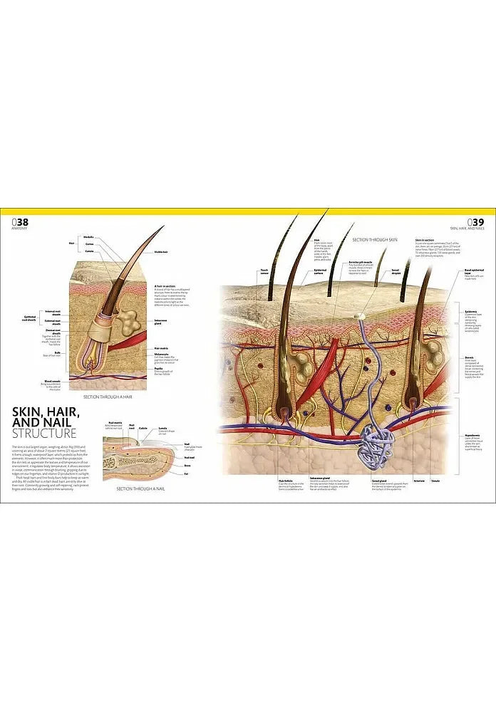THE COMPLETE HUMAN BODY. THE DEFINITIVE VISUAL GUIDE. 3rd edition