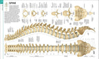 HUMAN ANATOMY | ALICE ROBERTS