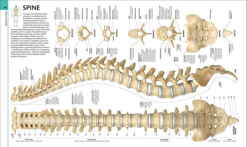 HUMAN ANATOMY | ALICE ROBERTS