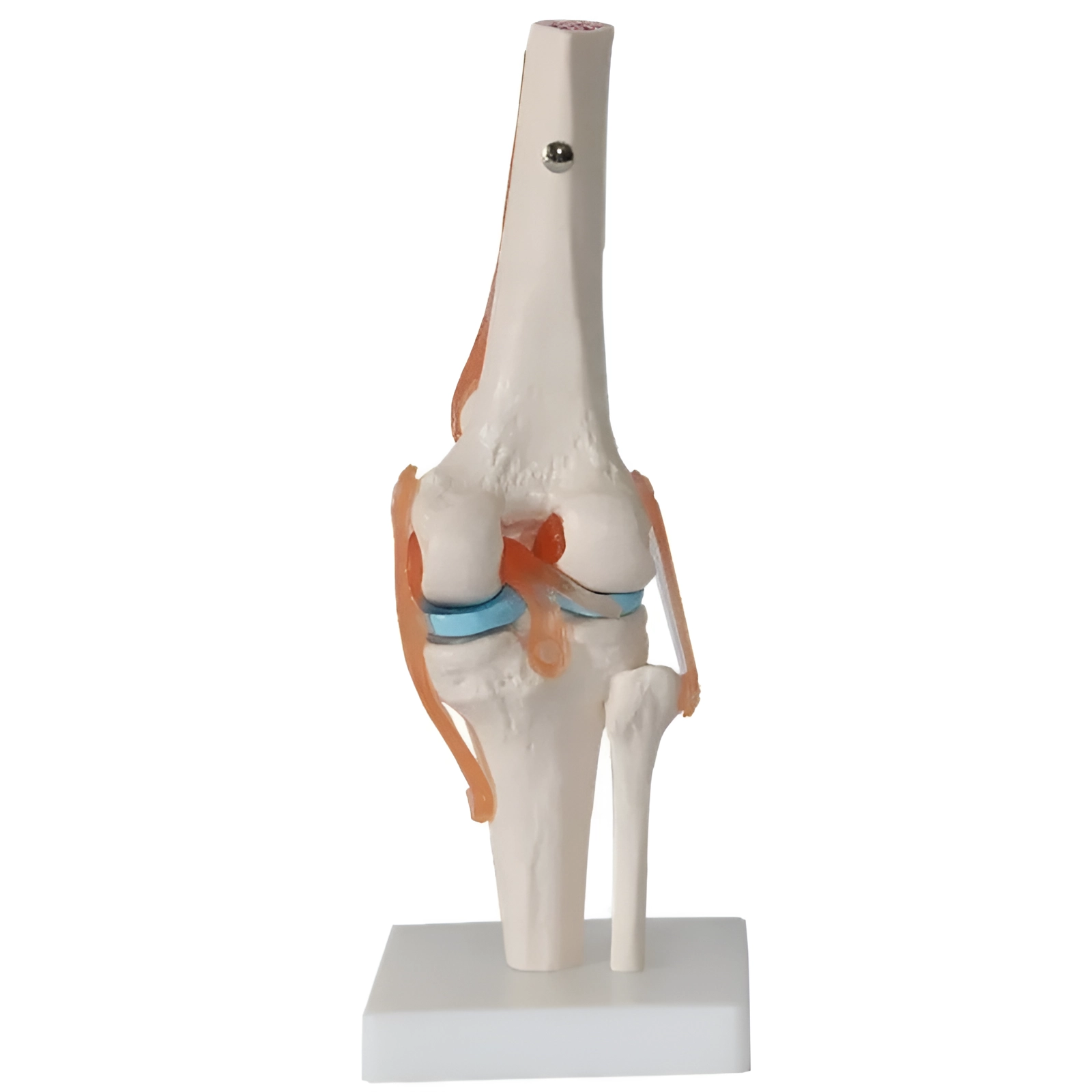Articulated knee joint model