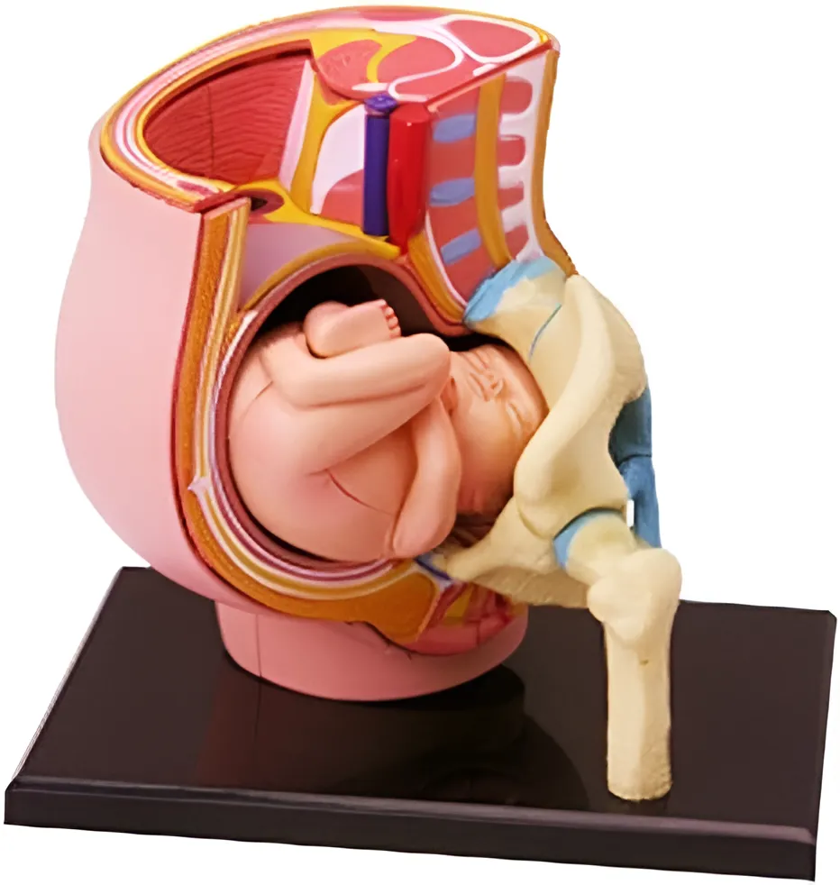 4D Fetus in Womb Model