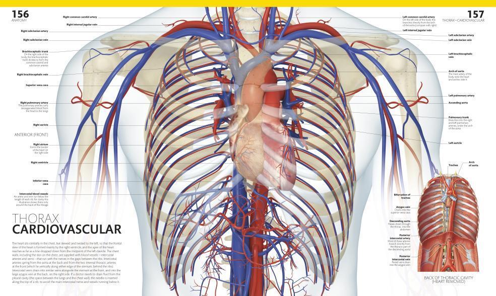 The Complete Human Body. The Definitive Visual Guide / Alice Roberts