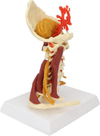 Spinal Canal with Muscles Model