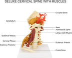 Spinal Canal with Muscles Model