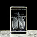 Glass 3D lung model