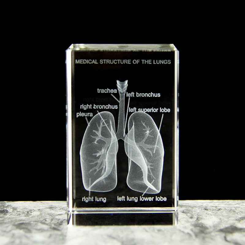 Glass 3D lung model