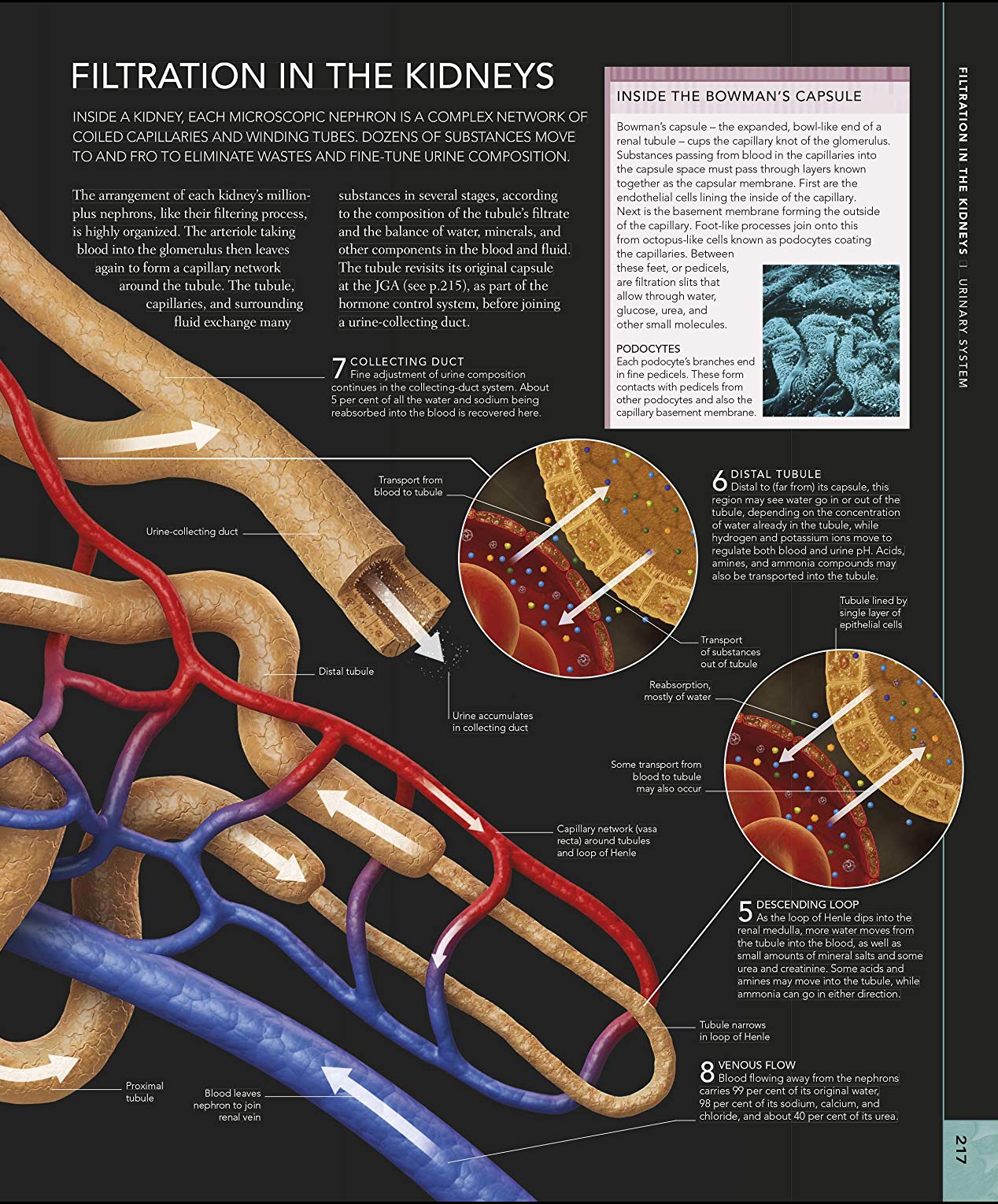 The Human Body Book / Steve Parker