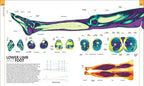 HUMAN ANATOMY | ALICE ROBERTS