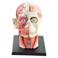 4D Face Model