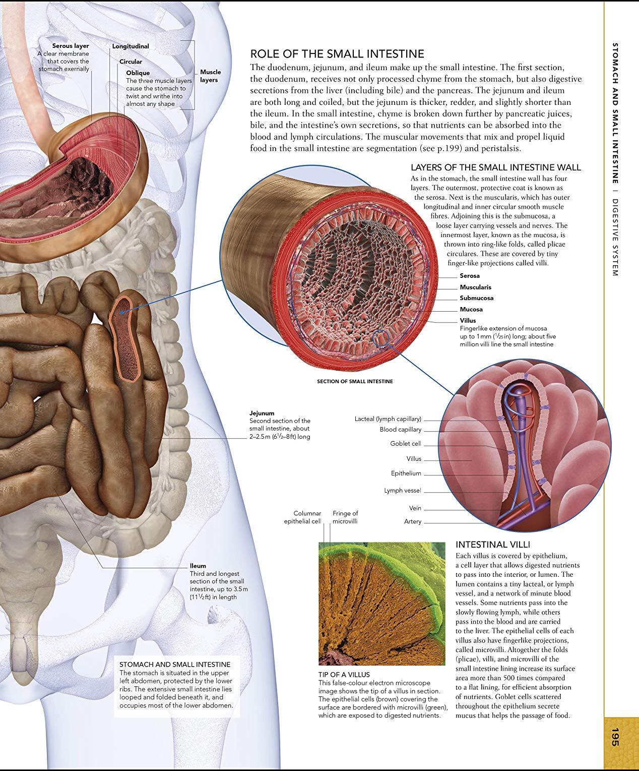 The Human Body Book / Steve Parker