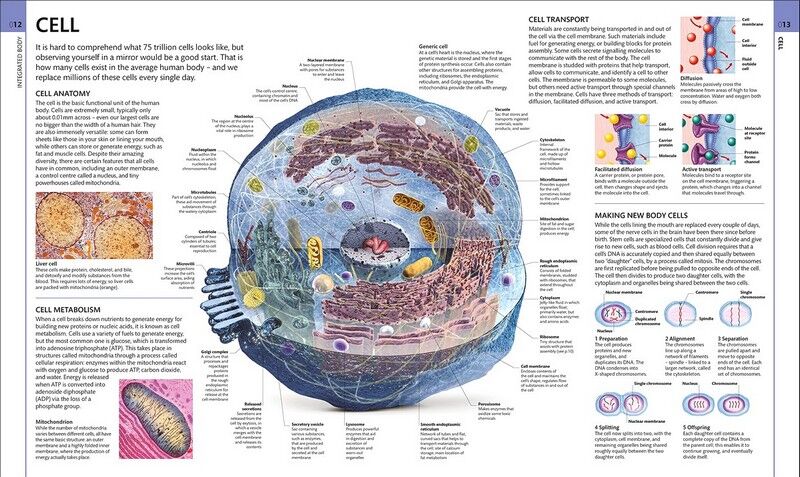 HUMAN ANATOMY | ALICE ROBERTS