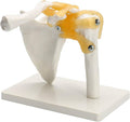 Shoulder girdle model