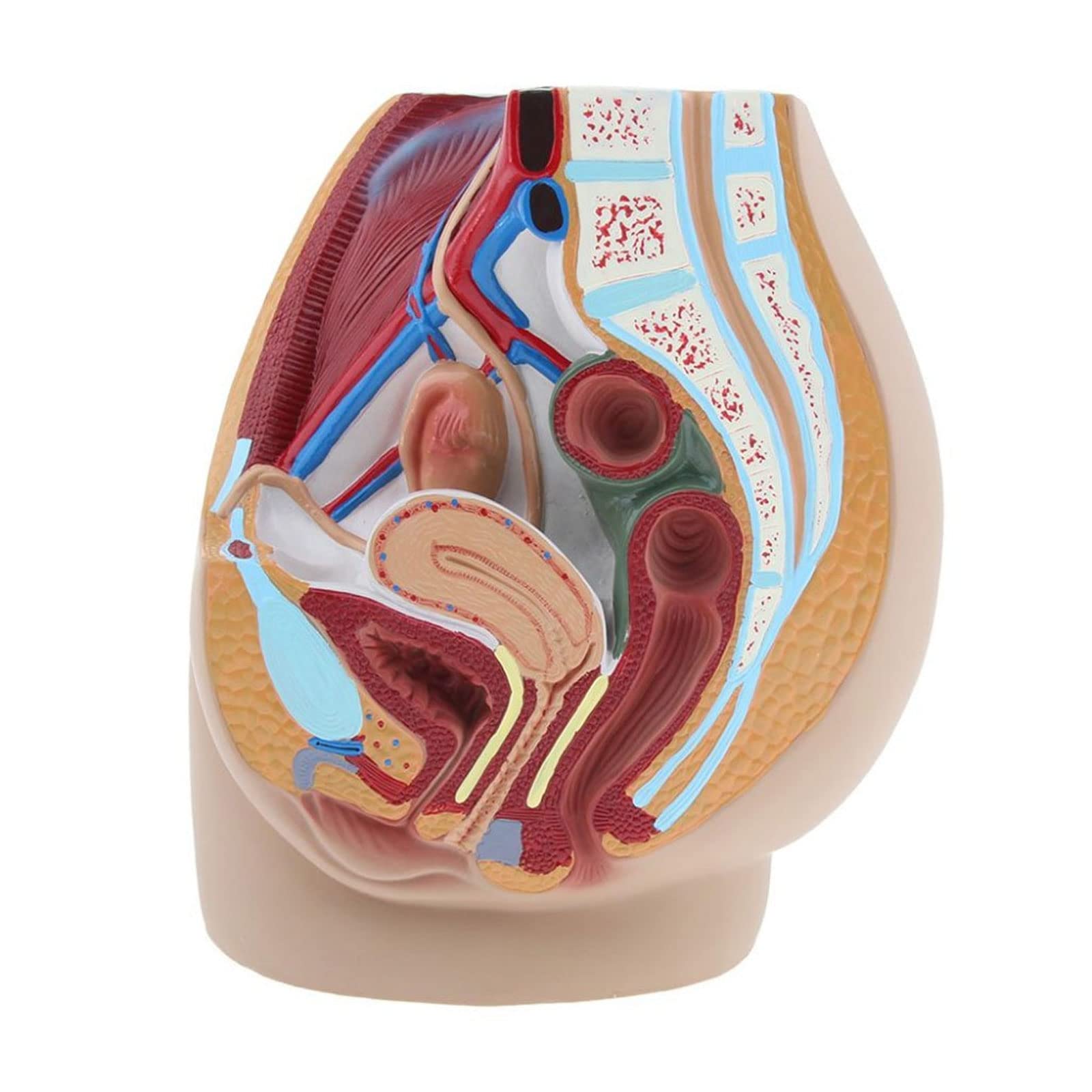 Pelvic Organ Cross-Section Model