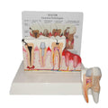 Anatomical model of a tooth row