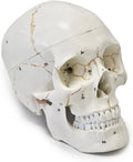 Skull layout