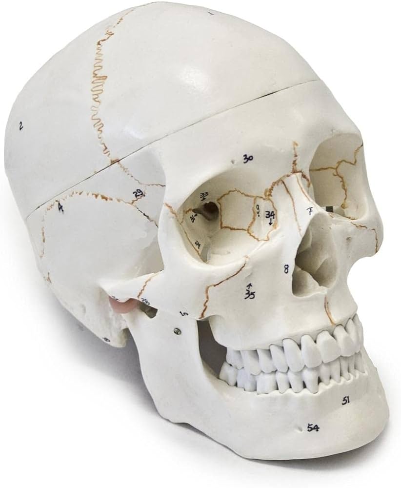 Skull layout