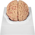 Brain layout