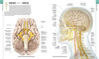 HUMAN ANATOMY | ALICE ROBERTS