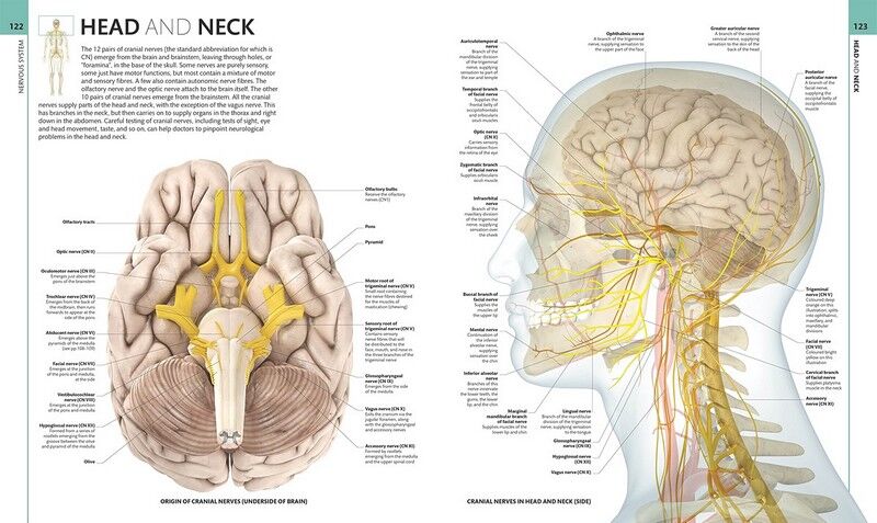 HUMAN ANATOMY | ALICE ROBERTS