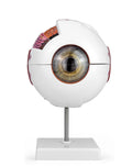 Eye model