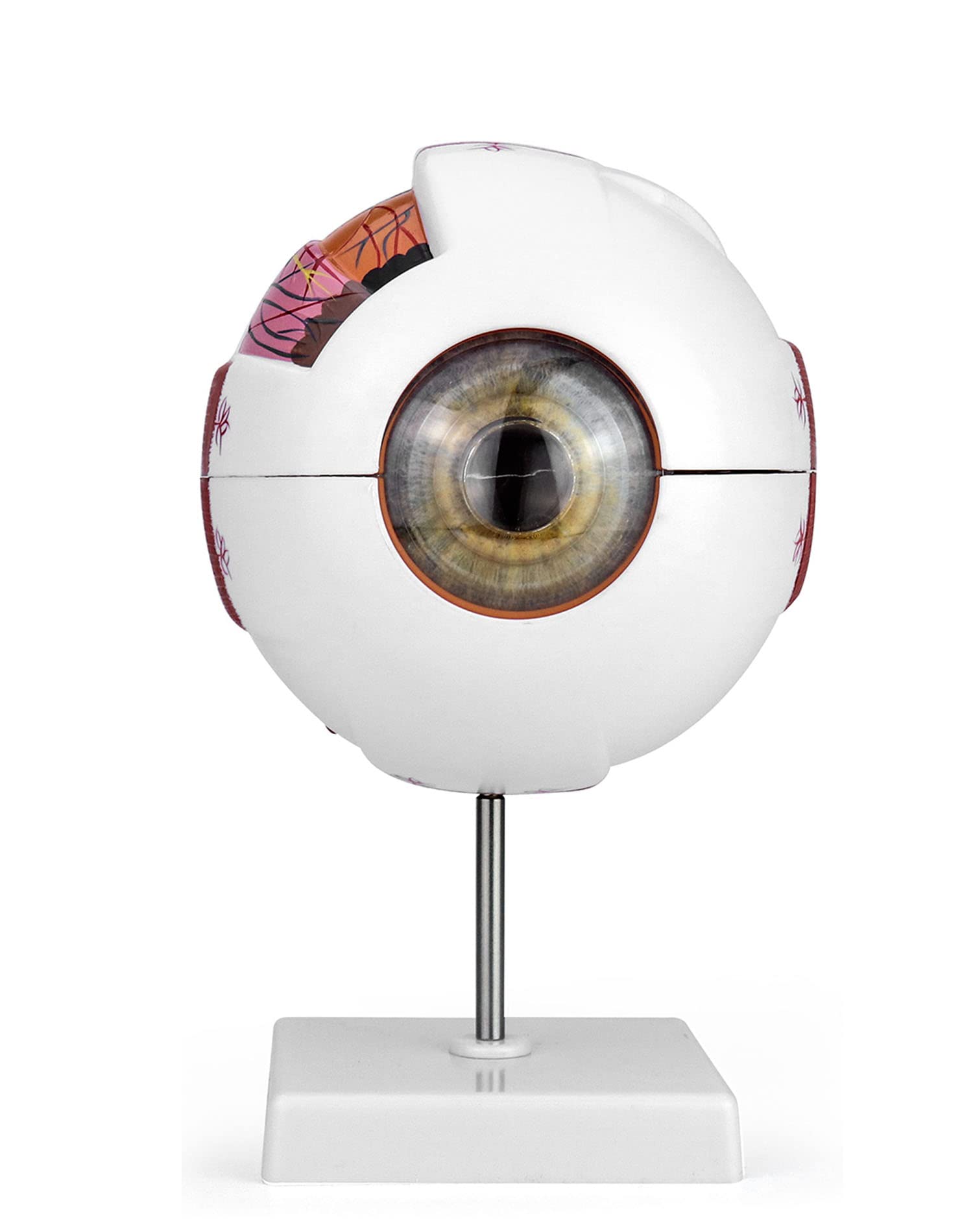 Eye model