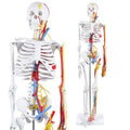 Human Movable Skeleton Model 85cm with Cardiovascular System