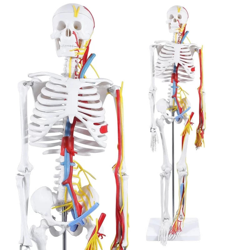 Human Movable Skeleton Model 85cm with Cardiovascular System