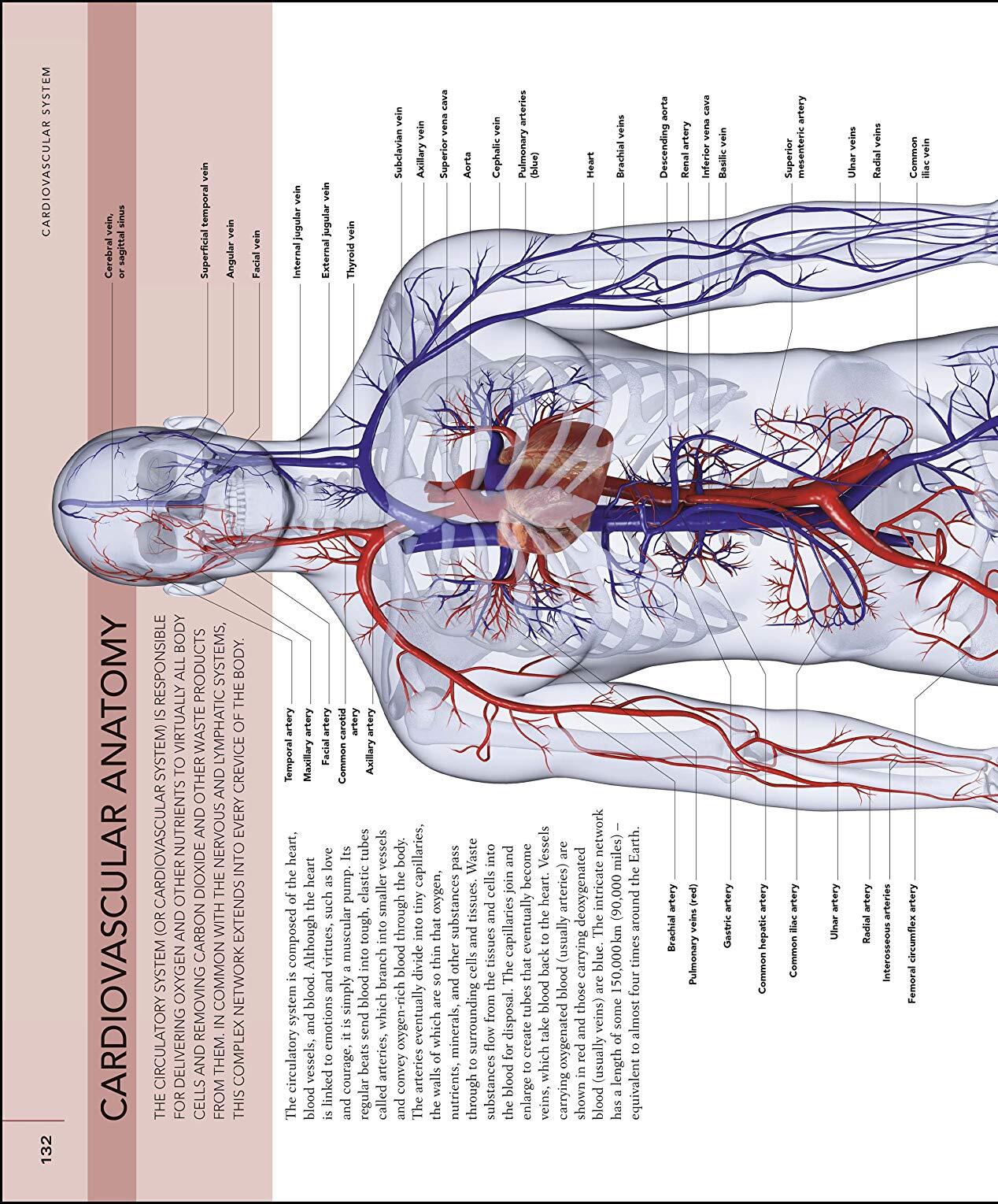The Human Body Book / Steve Parker
