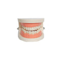 Standard teeth model