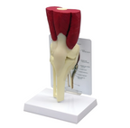 Knee joint model with muscle and ligament apparatus
