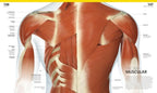 The Complete Human Body. The Definitive Visual Guide / Alice Roberts