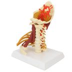 Spinal Canal with Muscles Model