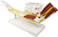 Upper limb model with neuromuscular apparatus