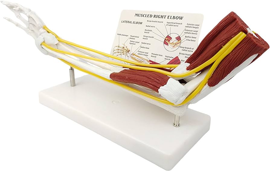 Upper limb model with neuromuscular apparatus