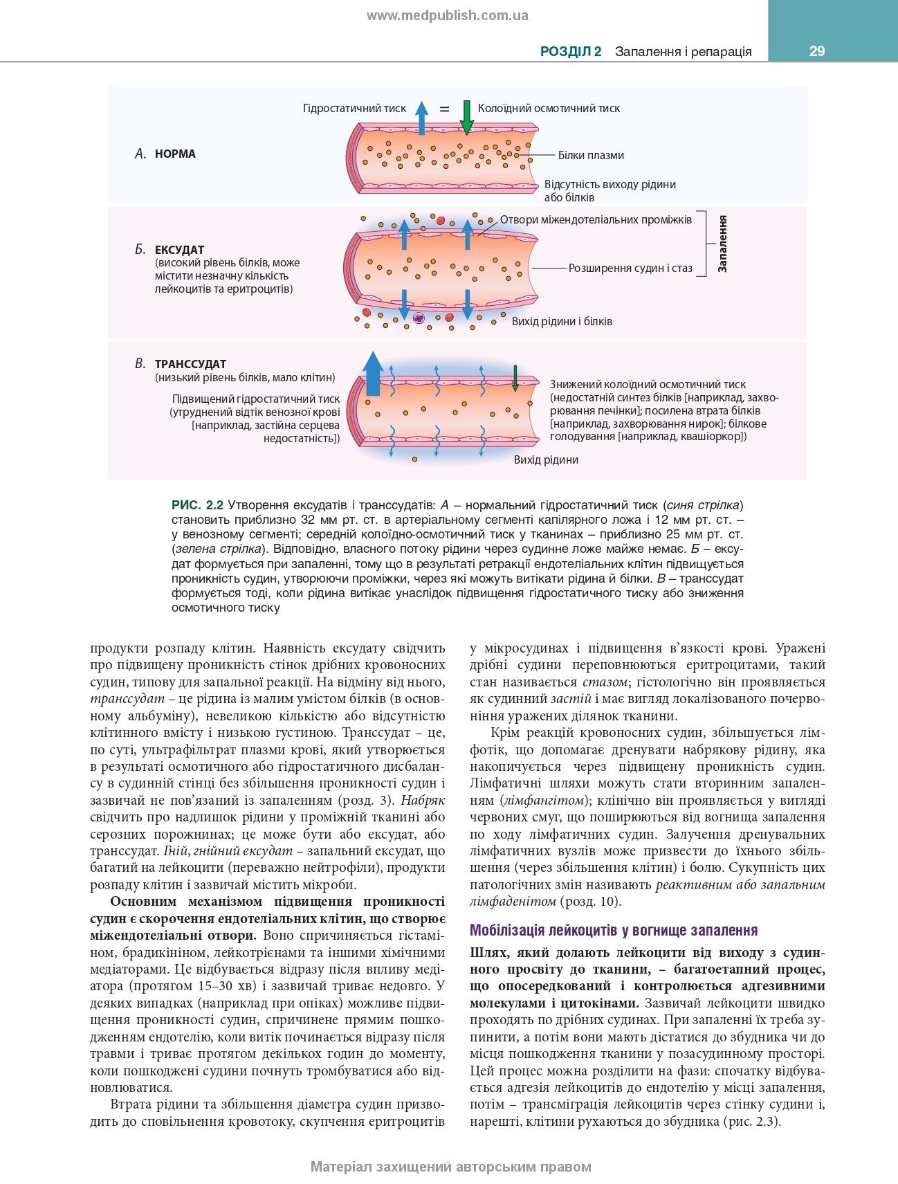 Robbins and Kumar Basic Pathology: Eleventh Edition / Vinay Kumar, Abul K. Abbas, Jon C. Aster et al.