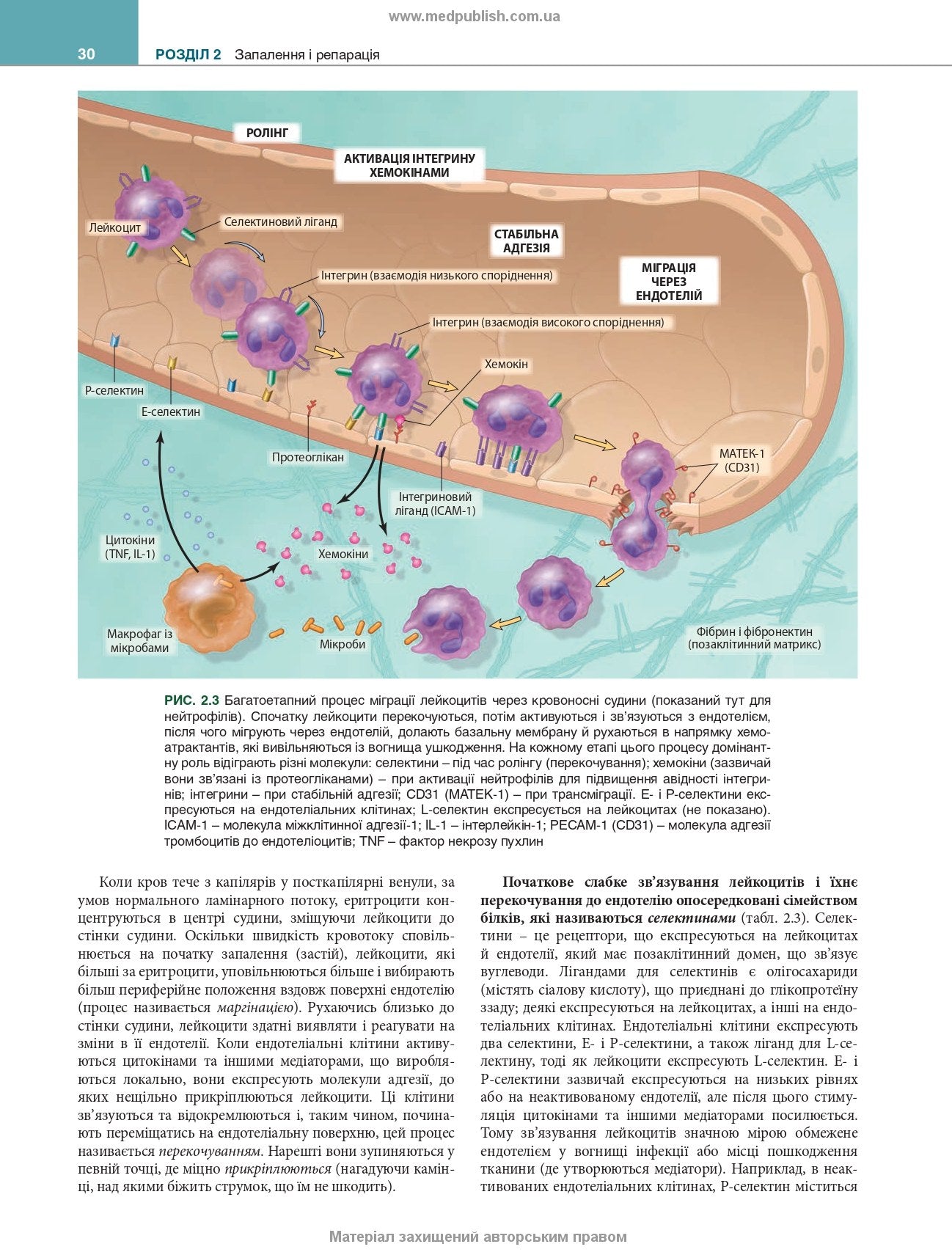 Robbins and Kumar Basic Pathology: Eleventh Edition / Vinay Kumar, Abul K. Abbas, Jon C. Aster et al.