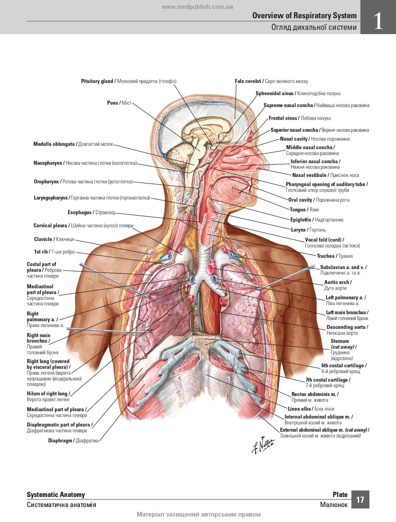 Netter's Atlas of Human Anatomy: A Regional Approach: 8th Edition / Frank H. Netter (two languages)