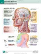 Netter's Atlas of Human Anatomy: A Regional Approach: 8th Edition / Frank H. Netter (two languages)