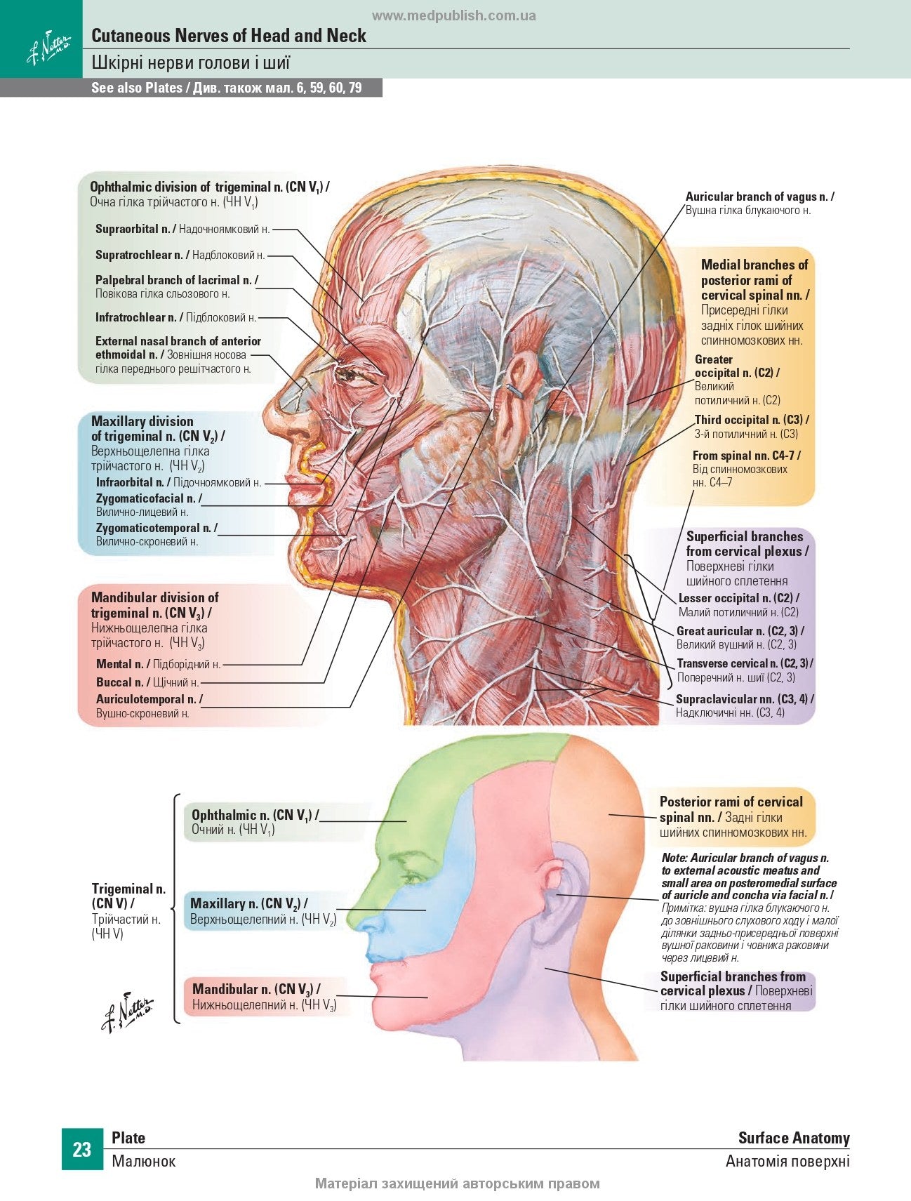 Netter's Atlas of Human Anatomy: A Regional Approach: 8th Edition / Frank H. Netter (two languages)