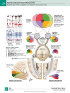 Netter's Atlas of Human Anatomy: A Regional Approach: 8th Edition / Frank H. Netter (two languages)