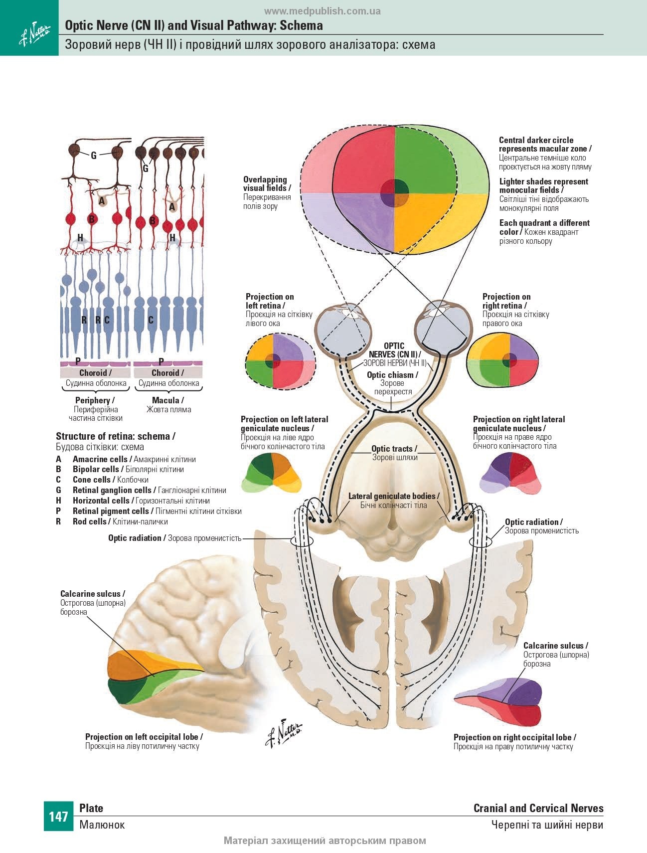 Netter's Atlas of Human Anatomy: A Regional Approach: 8th Edition / Frank H. Netter (two languages)