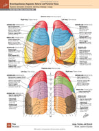 Netter's Atlas of Human Anatomy: A Regional Approach: 8th Edition / Frank H. Netter (two languages)