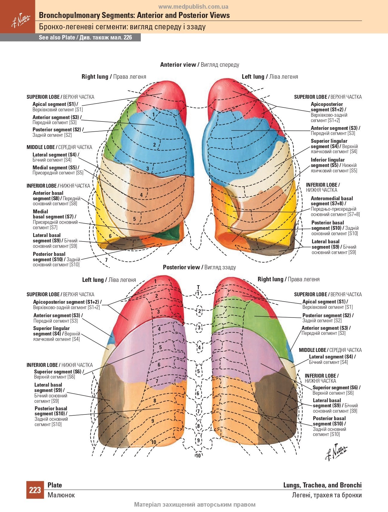 Netter's Atlas of Human Anatomy: A Regional Approach: 8th Edition / Frank H. Netter (two languages)