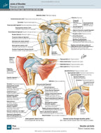 Netter's Atlas of Human Anatomy: A Regional Approach: 8th Edition / Frank H. Netter (two languages)